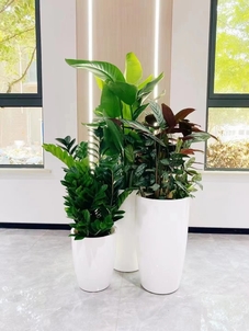 宁波海曙花卉出租公司，花卉租赁新选择！